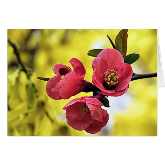 Japanese Quince (Front Horizontal)