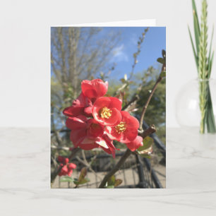 Japanese Quince in the Park Card