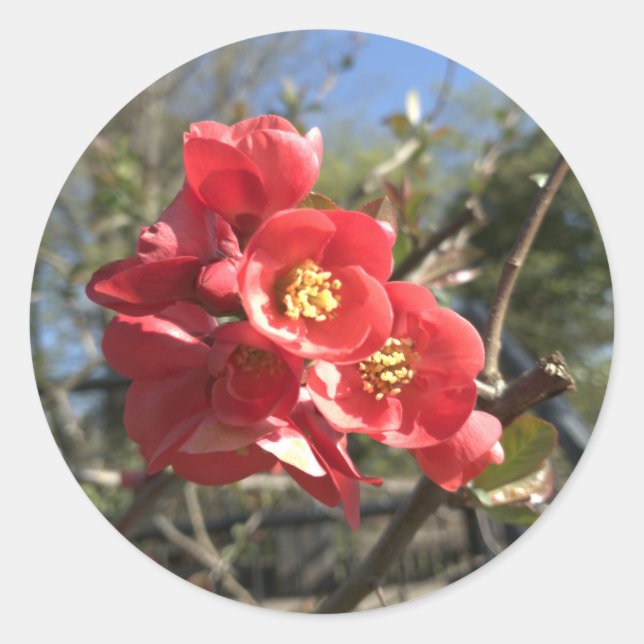 Japanese Quince in the Park Classic Round Sticker (Front)