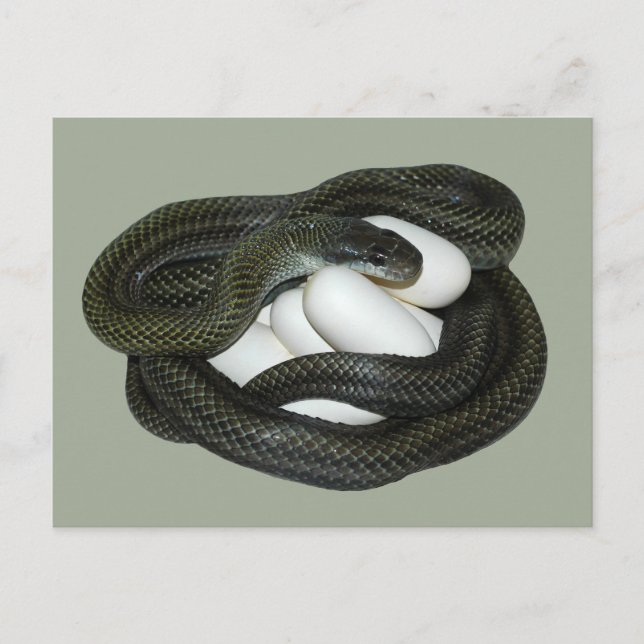 Japanese Rat Snake, beautifull and caring mother! Postcard (Front)
