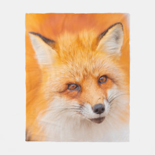 Japanese red fox resting, sleeping and playing in fleece blanket