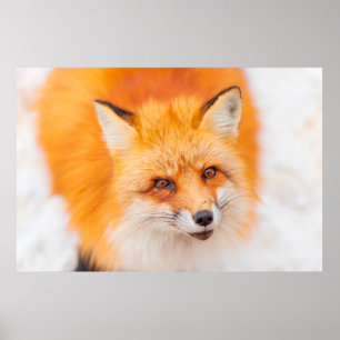 Japanese red fox resting, sleeping and playing in poster