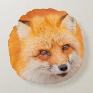 Japanese red fox resting, sleeping and playing in round pillow