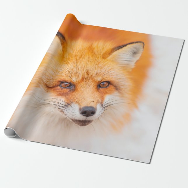 Japanese red fox resting, sleeping and playing in  wrapping paper (Unrolled)