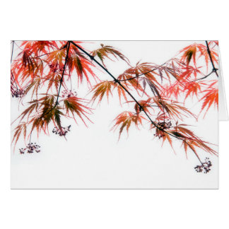 Japanese Red Maple Art Photography Cards