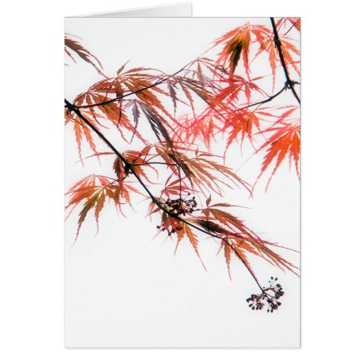 Japanese Red Maple Art Photography L (Front)