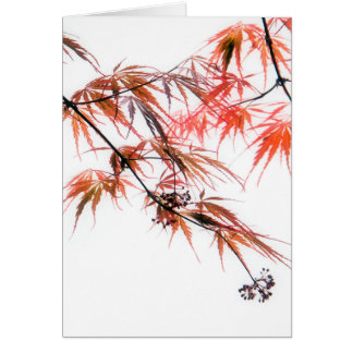 Japanese Red Maple Art Photography L Cards