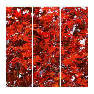 Japanese Red Maple Leaves Triptych