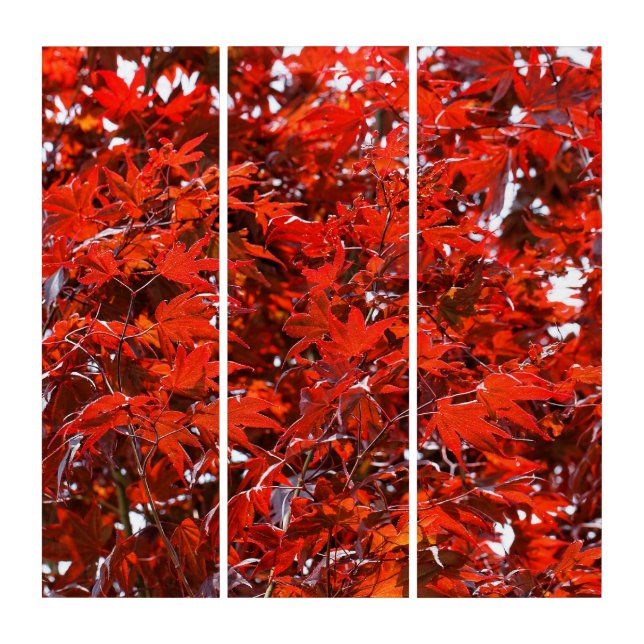 Japanese Red Maple Leaves Triptych (Front)