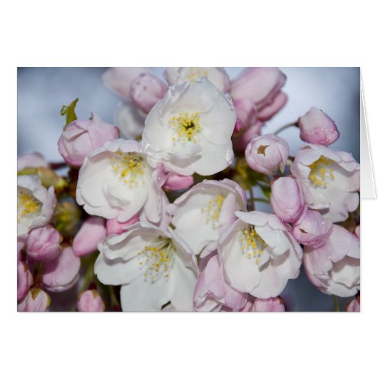 Japanese Rose Card (Front Horizontal)