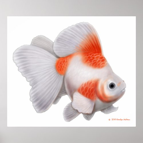 Japanese Ryukin Fantail Goldfish Print