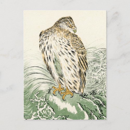 Japanese Sea Eagle _ Osprey Postcard