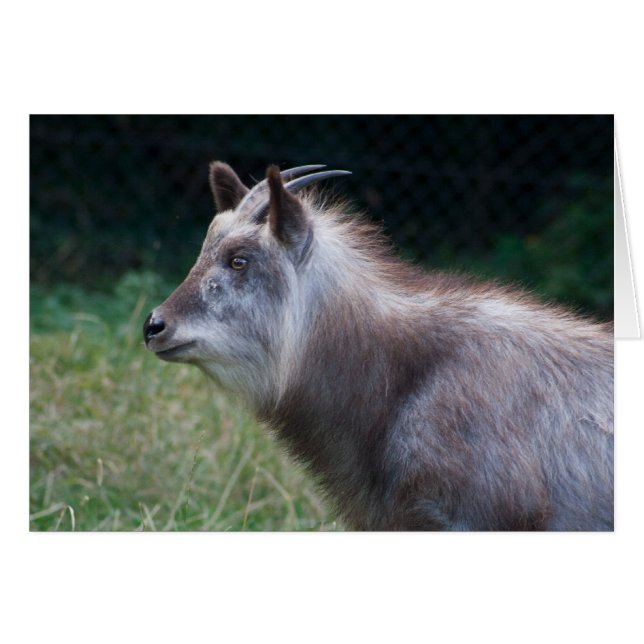 Japanese Serow Cards (Front Horizontal)