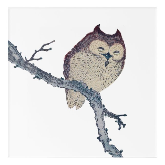 Japanese Sleeping Owl Night Artwork Acrylic Print (Front)