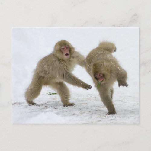 Japanese Snow Monkey cubs playing on snow Postcard