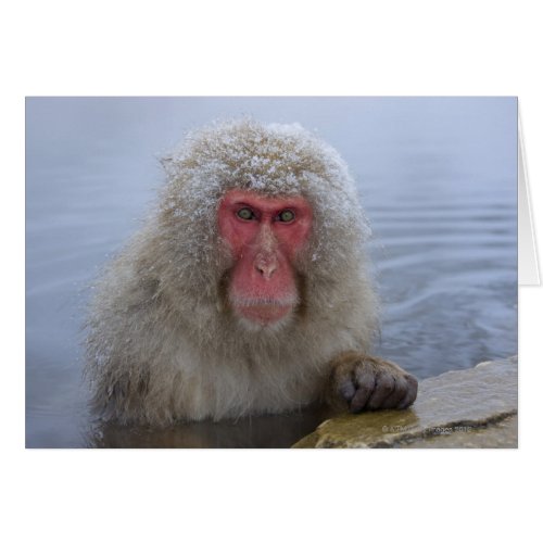 Japanese Snow Monkey in hotspring