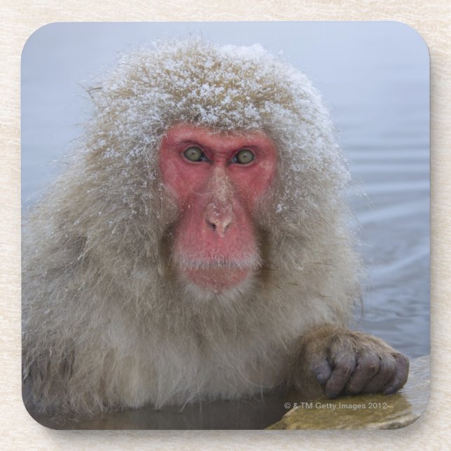 Japanese Snow Monkey in hotspring Beverage Coaster (Front)