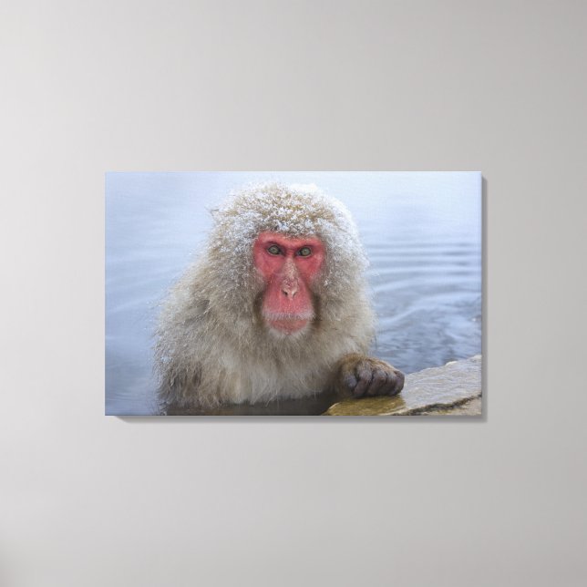 Japanese Snow Monkey in hotspring Canvas Print (Front)