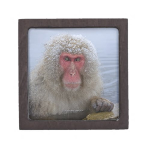 Japanese Snow Monkey in hotspring Gift Box