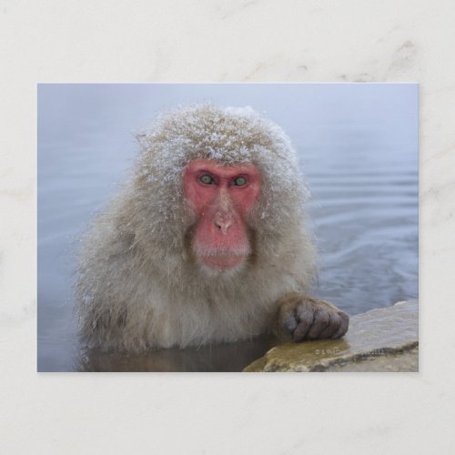 Japanese Snow Monkey in hotspring Postcard