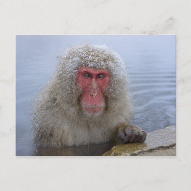 Japanese Snow Monkey in hotspring Postcard (Front)