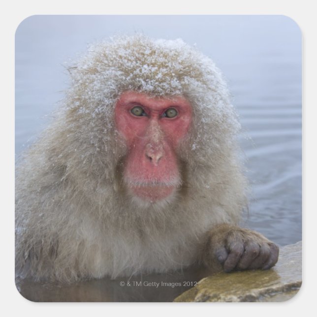 Japanese Snow Monkey in hotspring Square Sticker (Front)