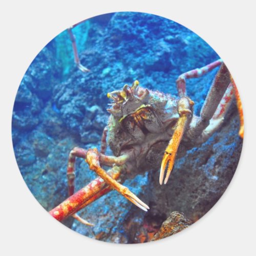 Japanese Spider Crab Classic Round Sticker
