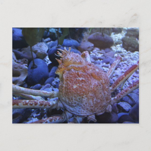 Japanese Spider Crab Postcard (Front)