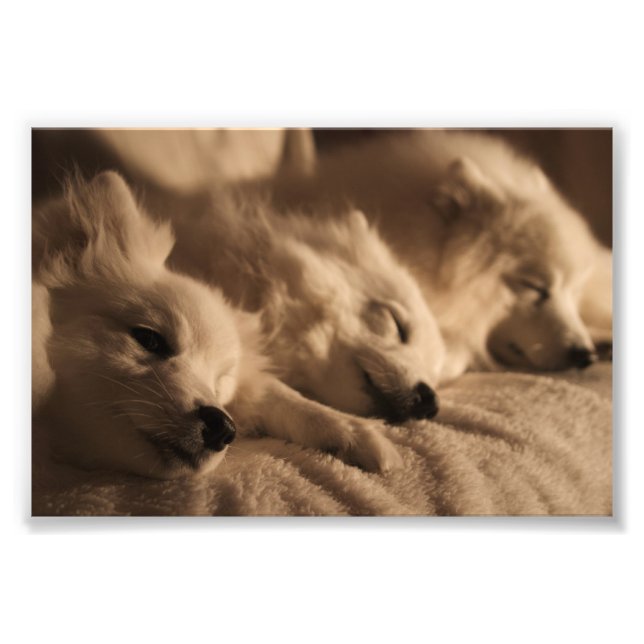 Japanese Spitz / American Eskimo poster (Front)