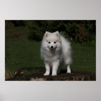 Japanese Spitz/American Eskimo puppy Poster