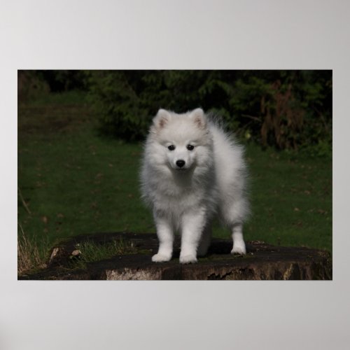 Japanese SpitzAmerican Eskimo puppy Poster