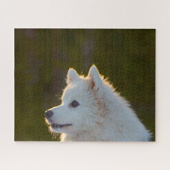 Japanese Spitz Dog. Jigsaw Puzzle (Horizontal)