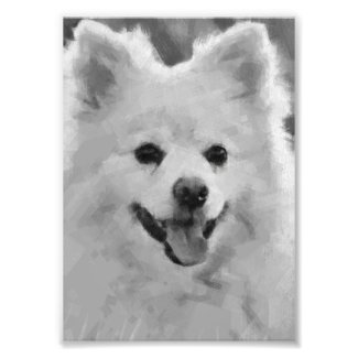 Japanese Spitz