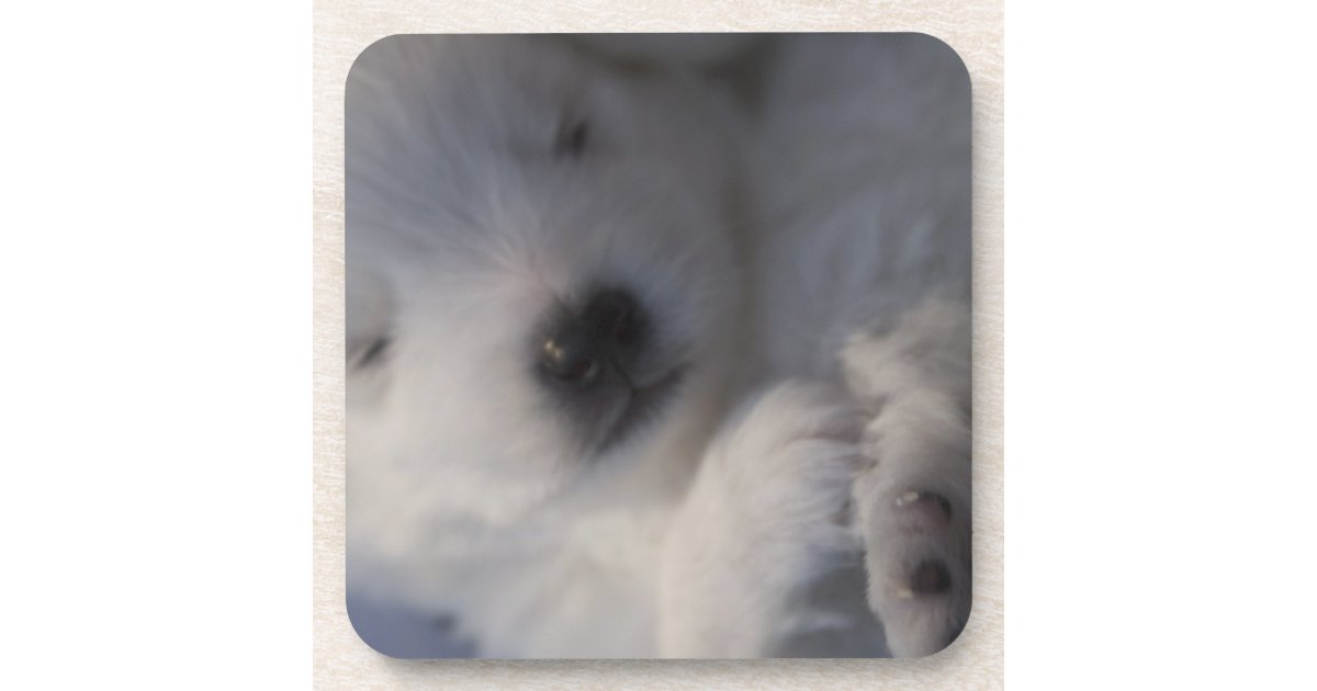 Japanese Spitz Sleeping Puppy Coasters Zazzle Com
