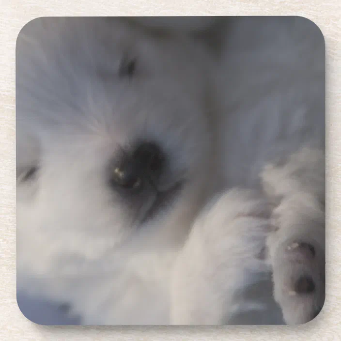 Japanese Spitz Sleeping Puppy Coasters Zazzle Com
