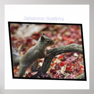 Japanese Squirrel Poster
