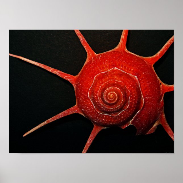 Japanese Star Shell Poster (Front)