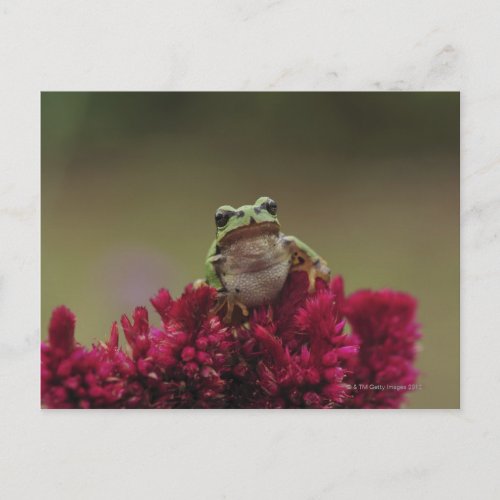 Japanese tree frog Hyla japonica on flowers Postcard