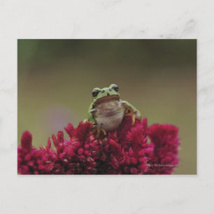 Japanese tree frog (Hyla japonica) on flowers, Postcard