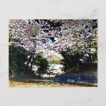 Japanese Vintage Cherry Blossoms Postcard by scenesfromthepast at Zazzle