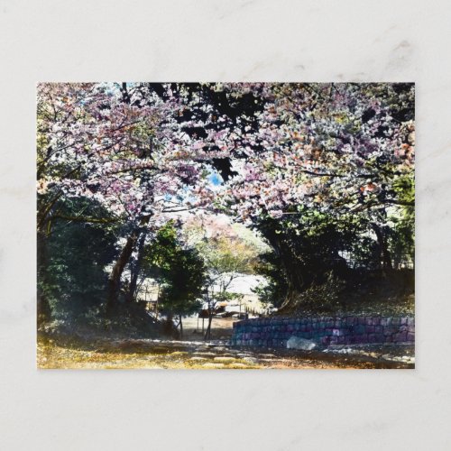 Japanese Vintage Cherry Blossoms Postcard