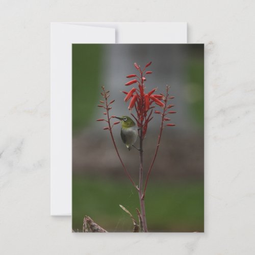 Japanese White Eye Bird Thank You Card