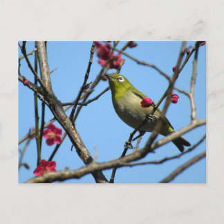 Japanese white-eye: Japan Postcard