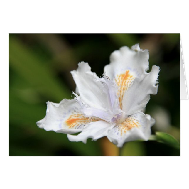Japanese White Iris Cards (Front Horizontal)