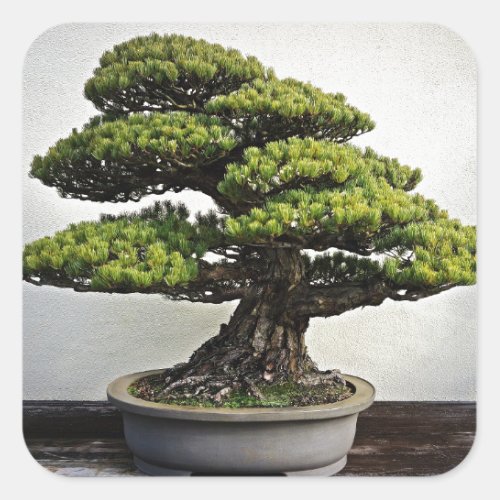 Japanese White Pine Bonsai Square Sticker