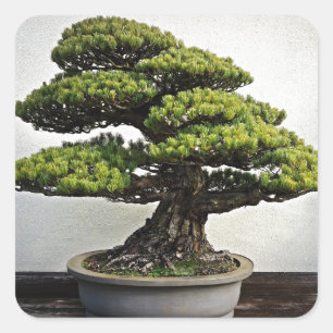 Japanese White Pine Bonsai Square Sticker
