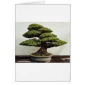Japanese White Pine Bonsai Tree (Front)