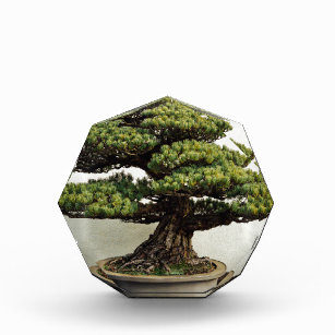 Japanese White Pine Bonsai Tree Acrylic Award