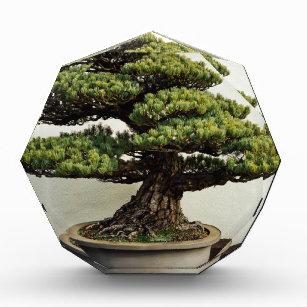 Japanese White Pine Bonsai Tree Award