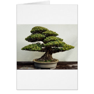 Japanese White Pine Bonsai Tree Cards